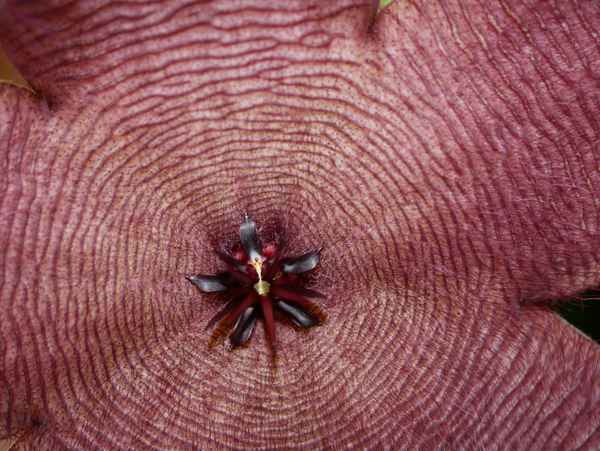 Stapelia