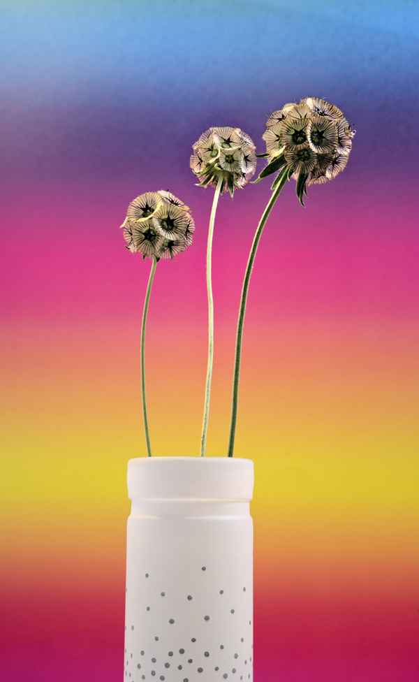 Sternskabiose farbig