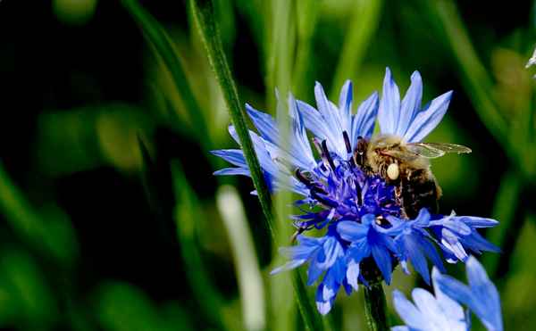 fleißiges Bienchen