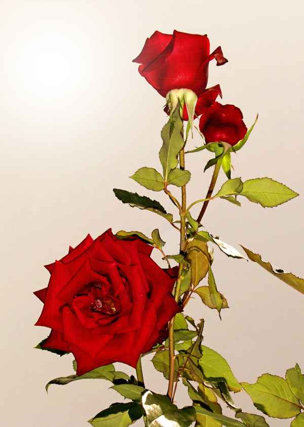 Rosenbild