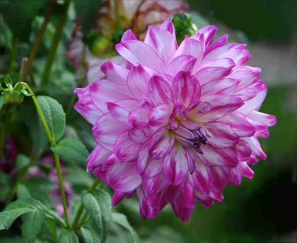 pink-weiße  Dahlie