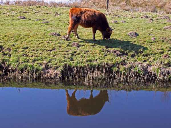 Galloway-Rind im Spiegel
