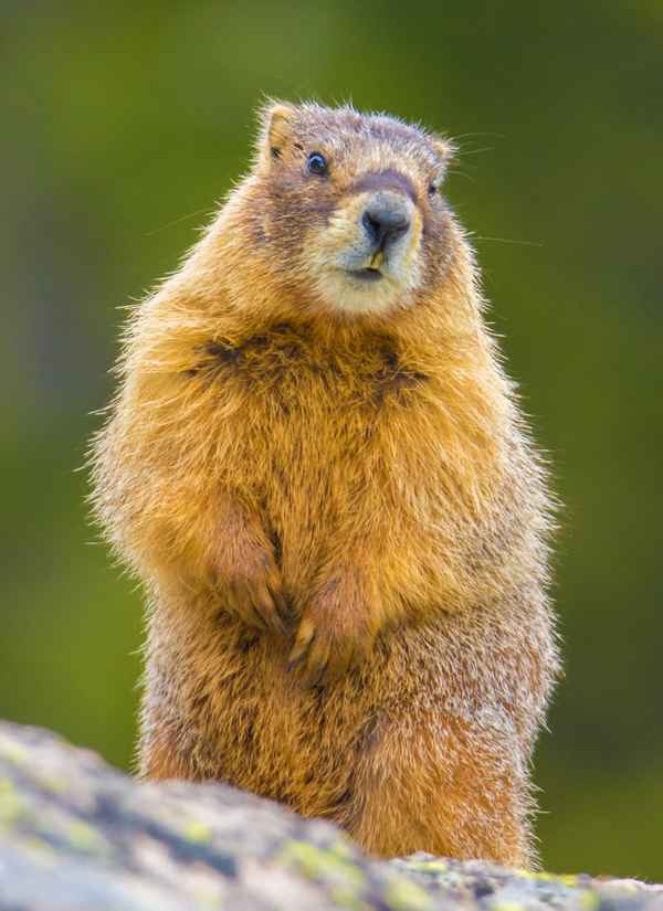 Und täglich grüßt das Murmeltier