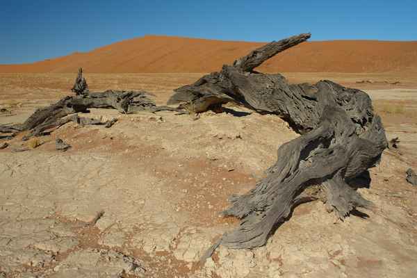 Dead Vlei