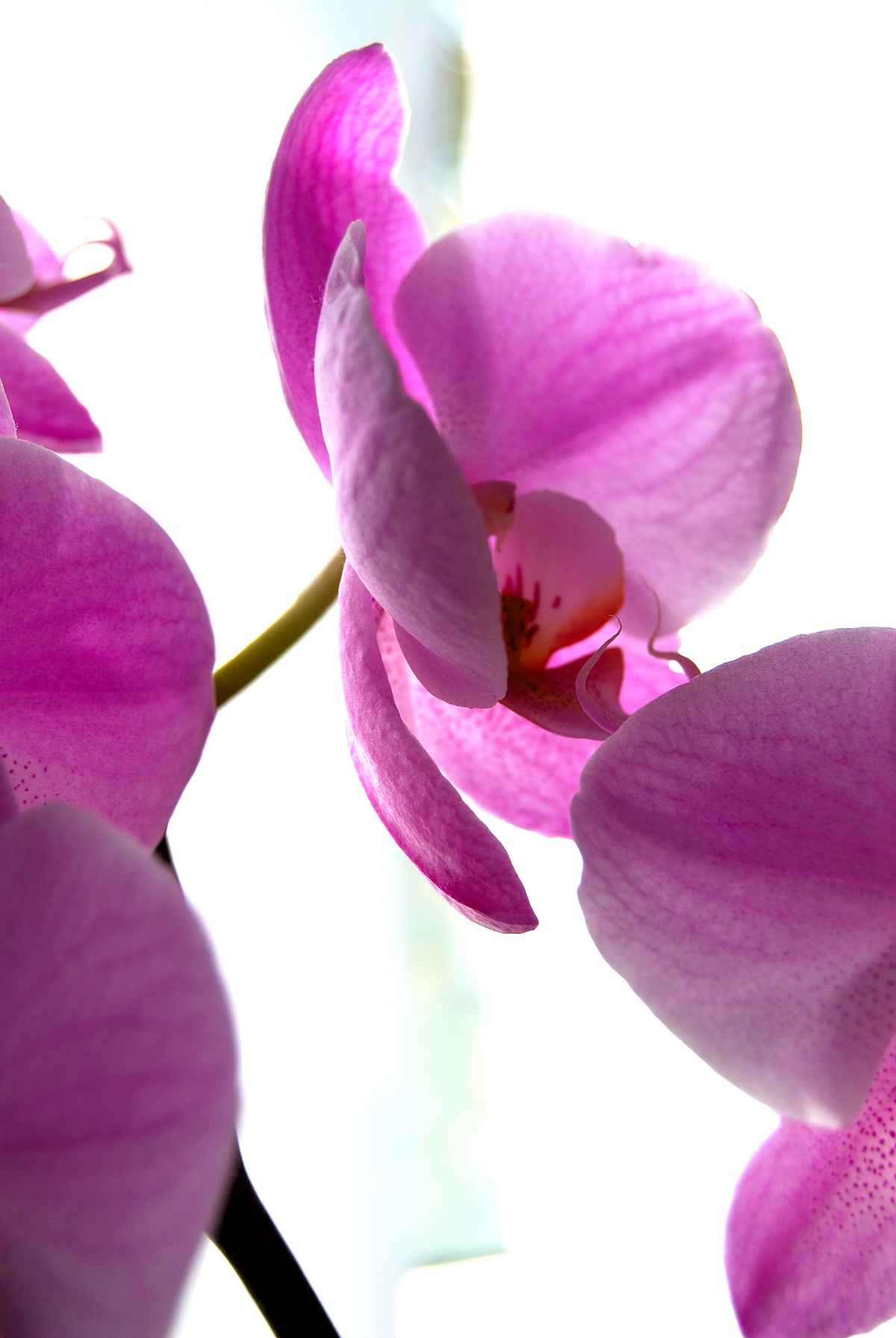 Orchidee