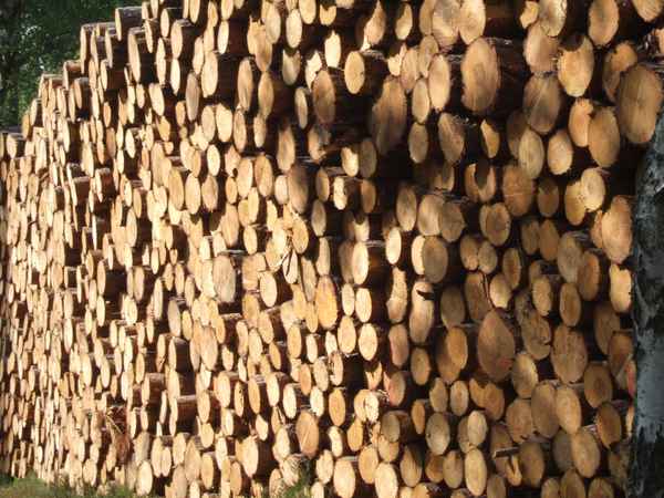 Holzstapel im Wald