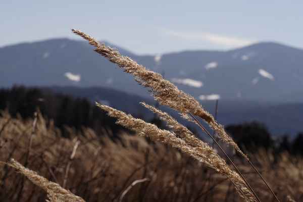 Vom  Wind gebeugt...