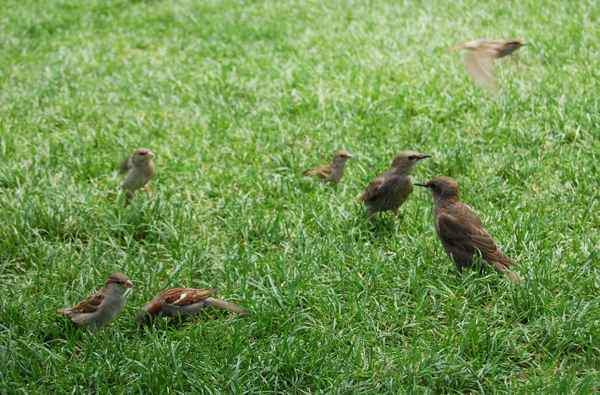 Vögel auf der Wiese