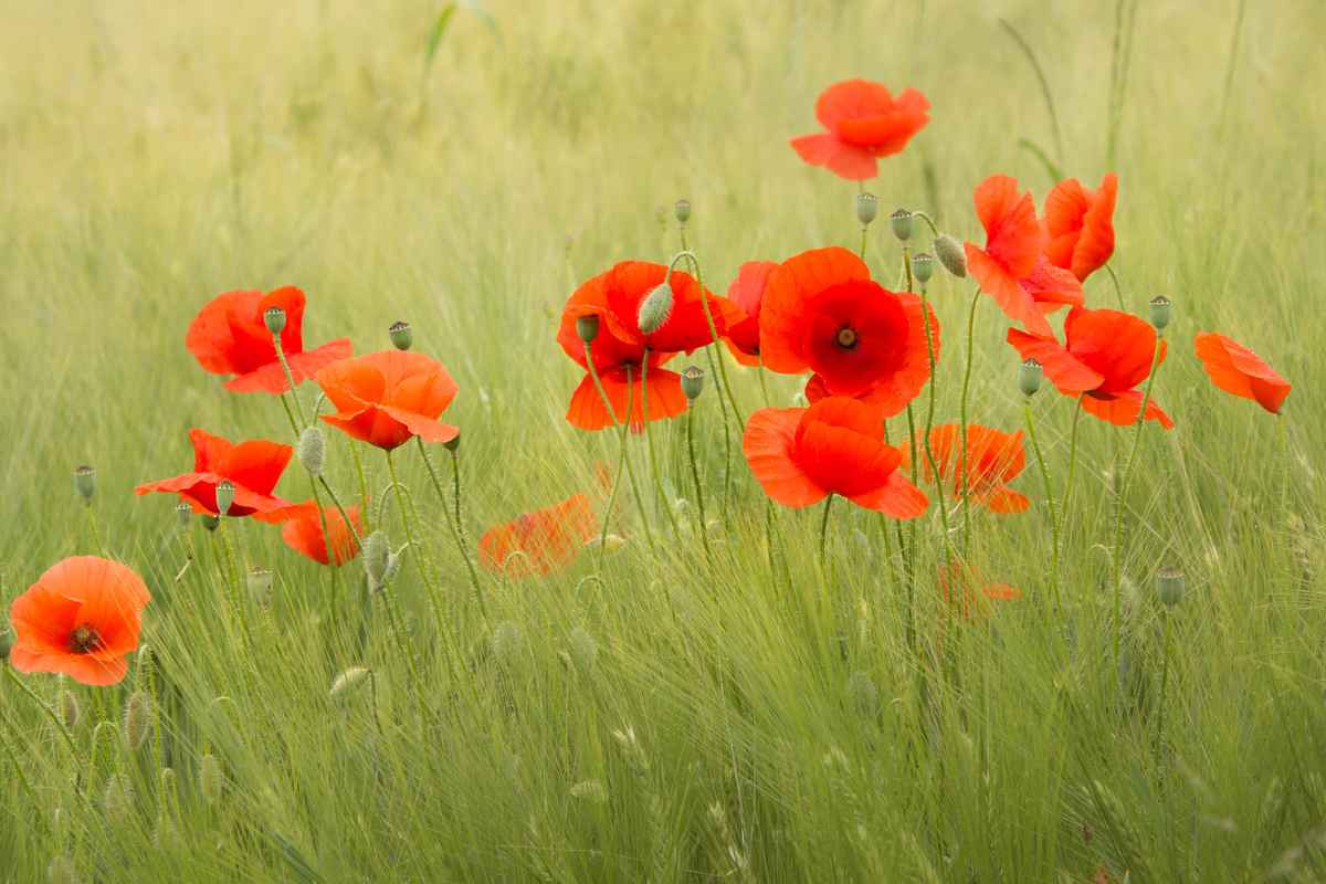Tanz der Mohnblumen