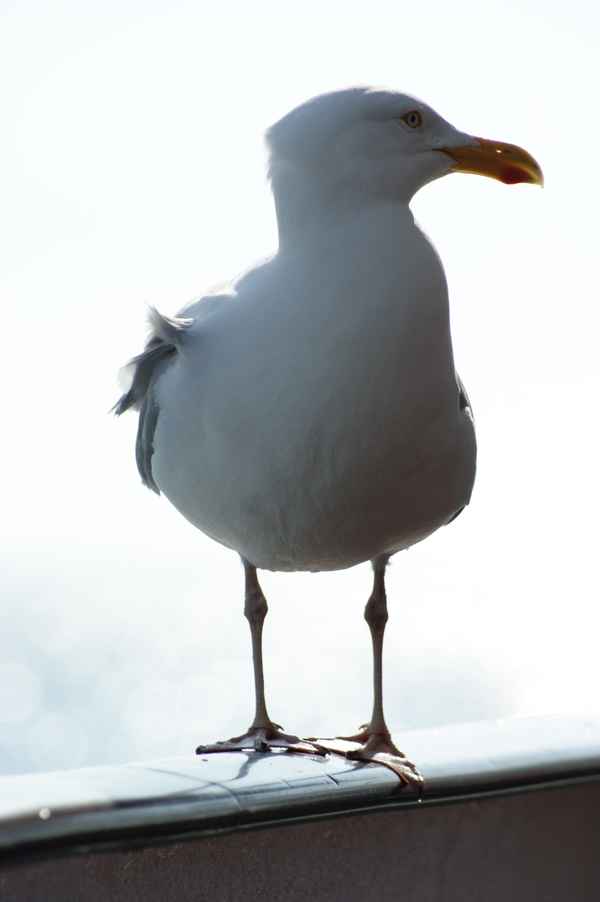 Möwe