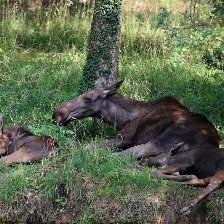 Mittagsruhe bei den Elchen