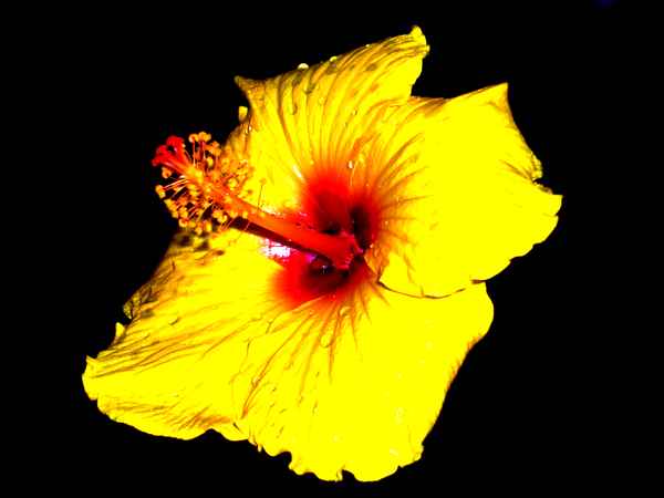 *** HIBISKUSBLÜTE ***