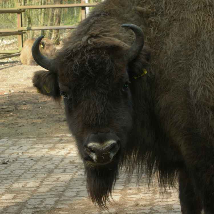 Was heißt hier, Steiff-Tiere hätten den Knopf nur an einem Ohr?