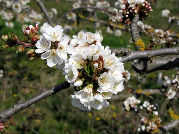 Blühender Kirschzweig mit Frostschaden