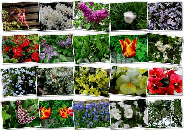 blumenmix
