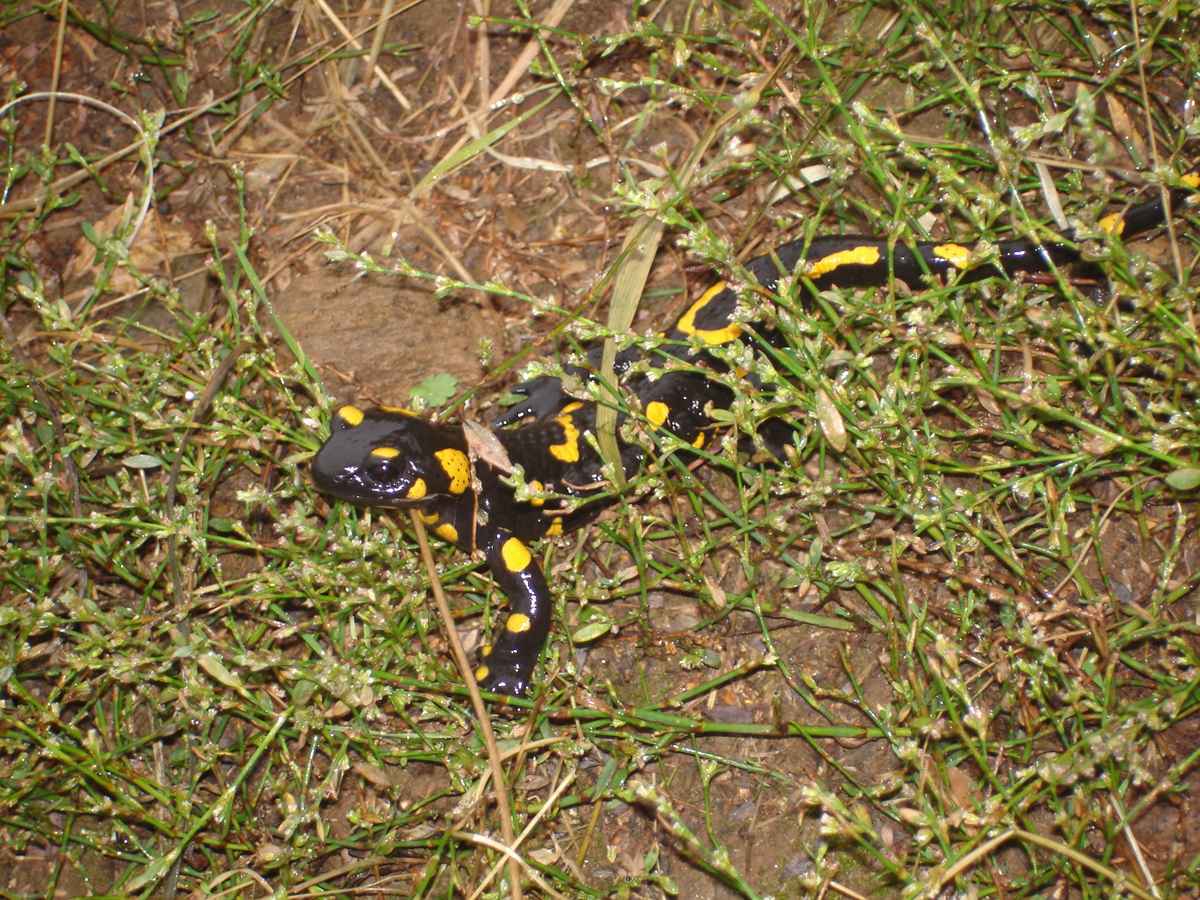 feuersalamander