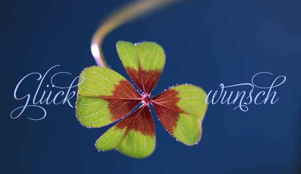 Glücksklee mit Text