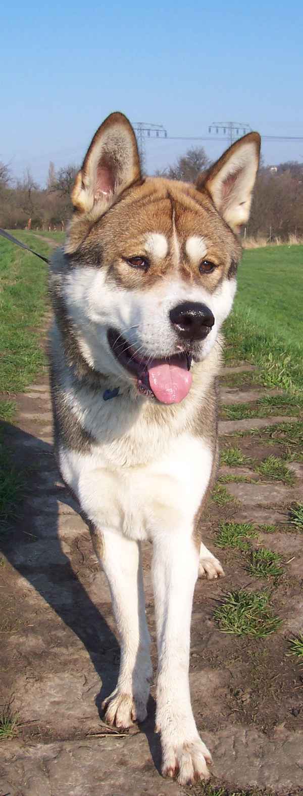 Wundervoller junger Akita Inu Rüde