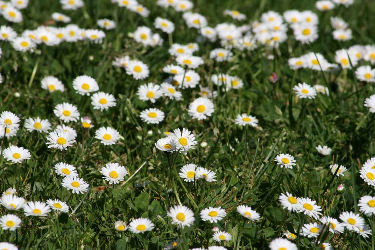 Meer von Gänseblümchen