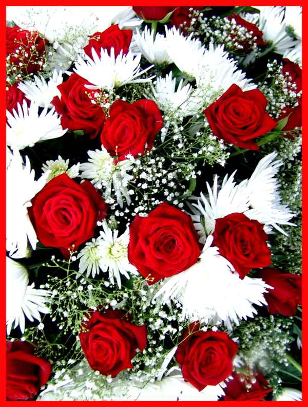 Rosen & Blumen
