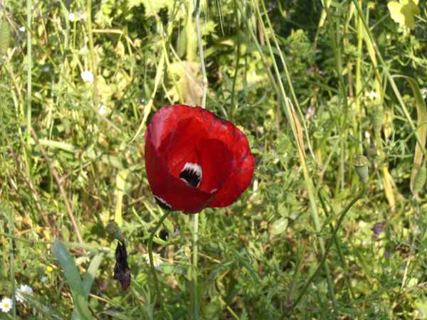 Mohnblume