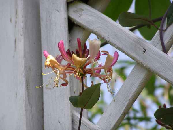 Geißblatt