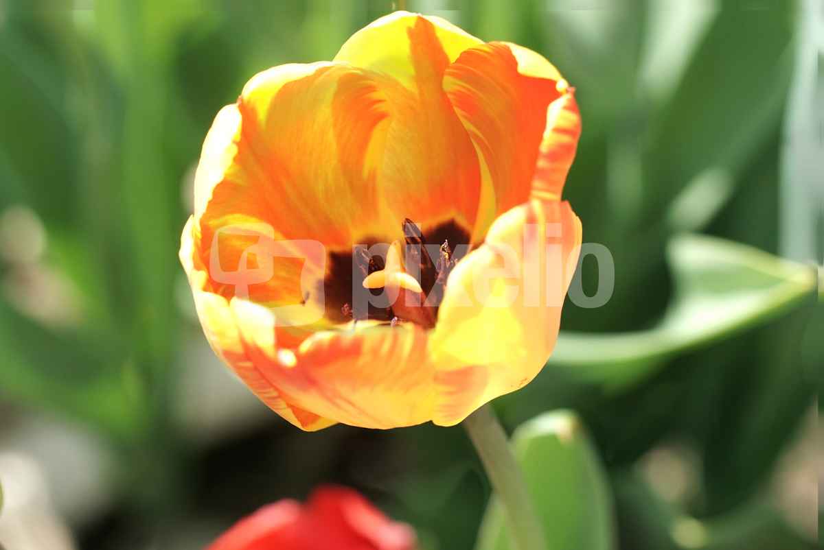 Tulpenblüte im Frühling