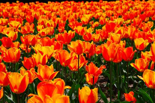 Tulpenfeld 2
