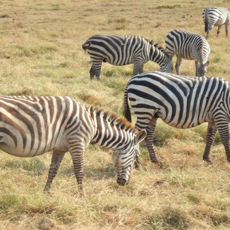 Zebras im Amboseli-Nationalpark