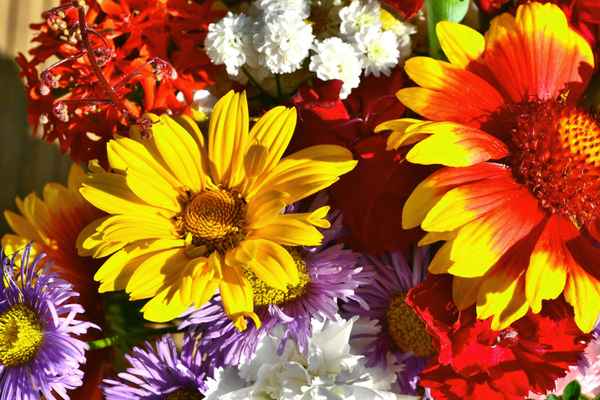 sommerblumen