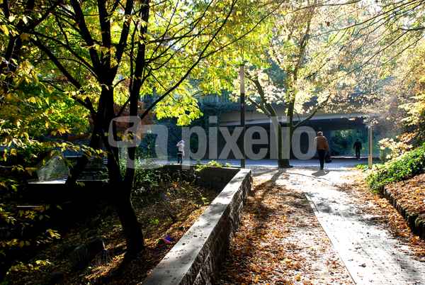 Parkweg im Gegenlicht