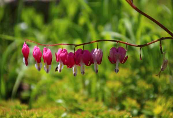 Herzblume 01