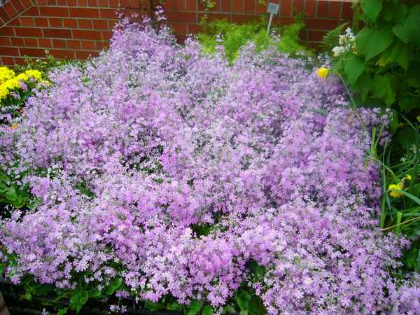 Botanischer Garten Berlin 9