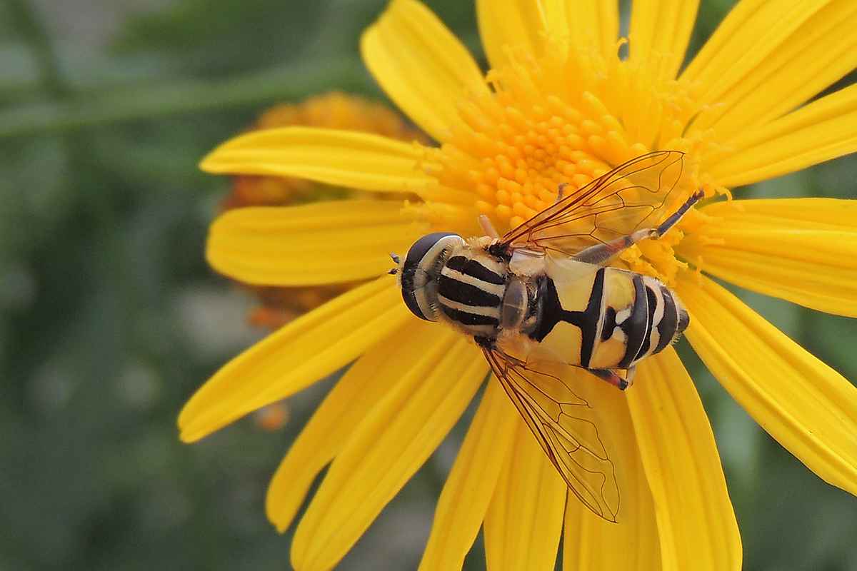 käfer auf gelber bume