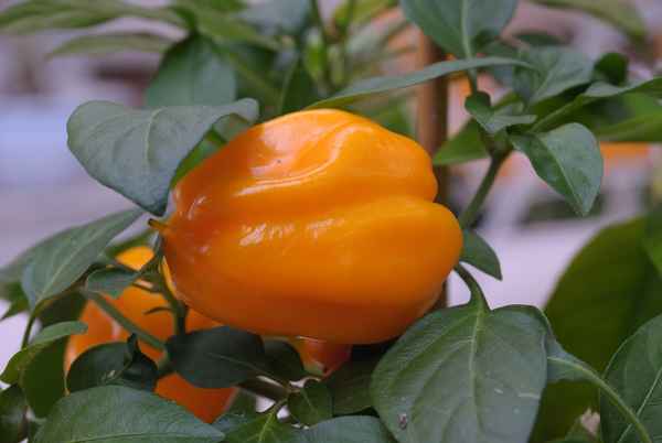 Paprika, orange