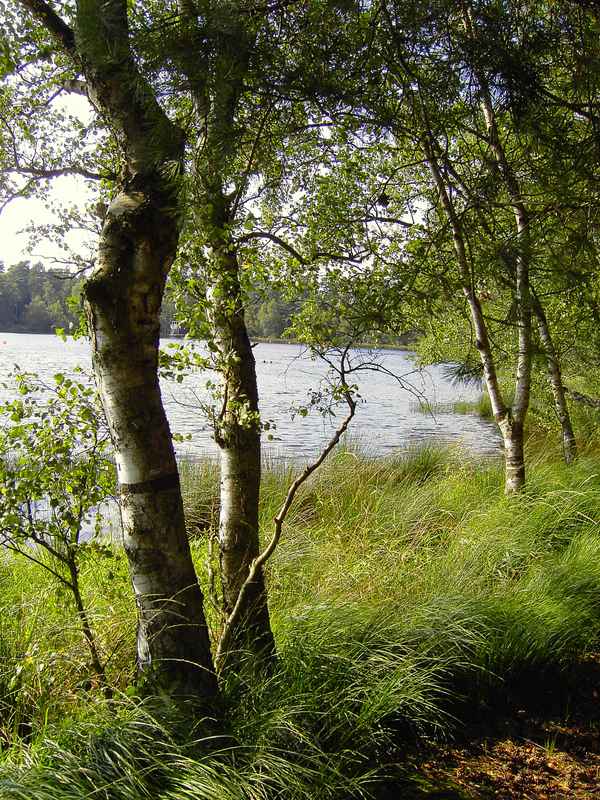 Waldsee