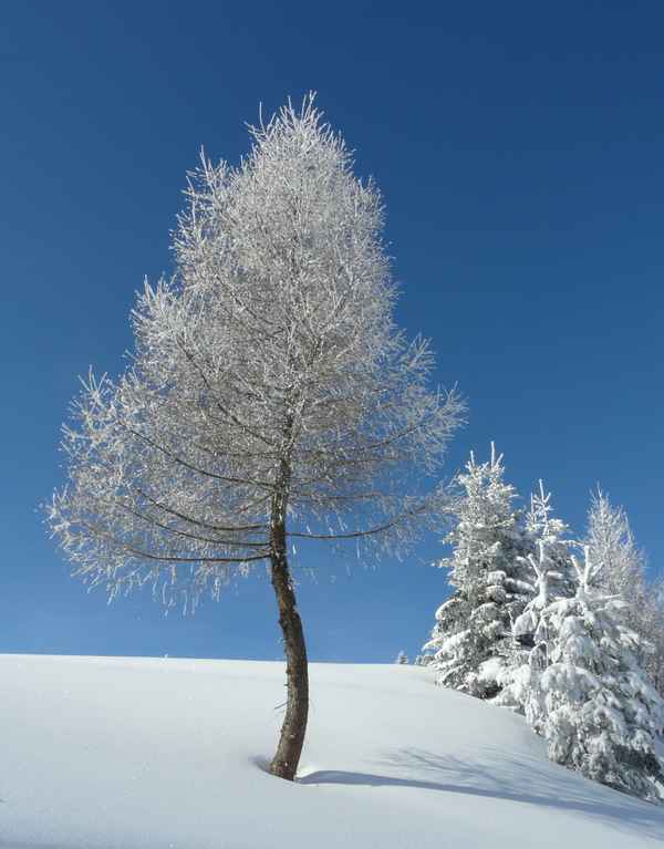 Junge Lärche mit Raureif