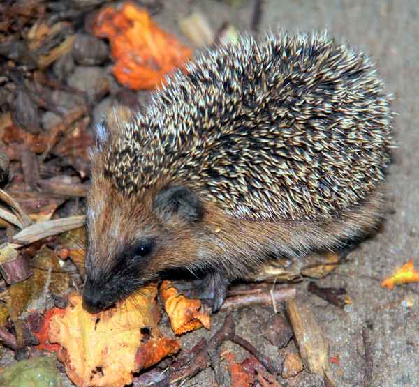 Igel-Besuch