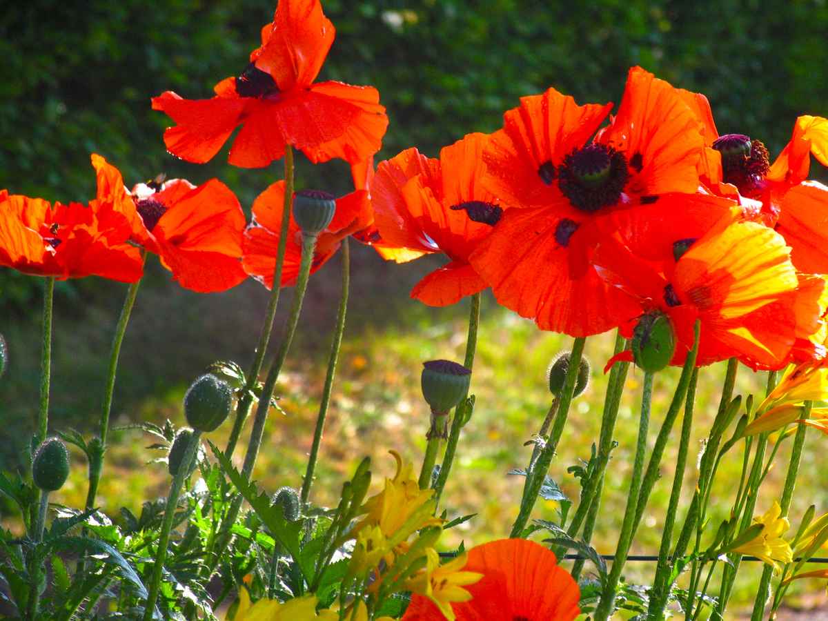 Mohnblumen-Pracht