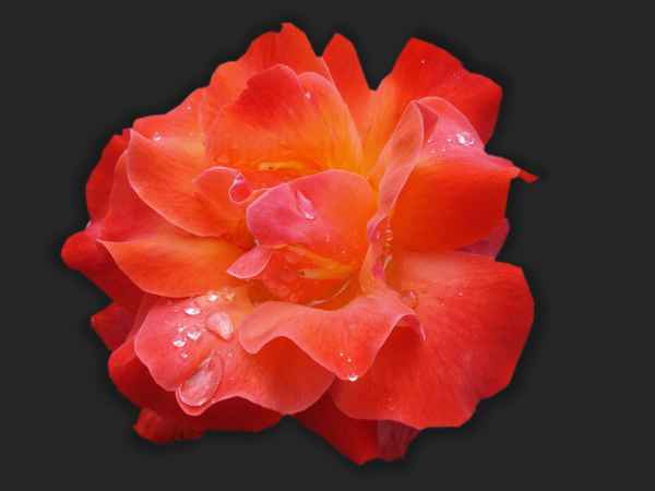 Feuerrose