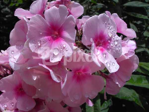 duftender Phlox