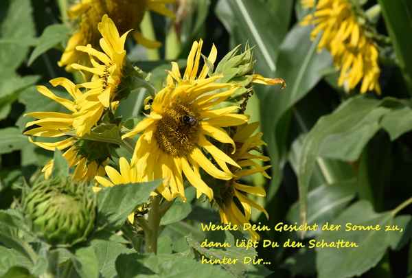  Hochsommer