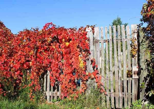 HERBSTLEUCHTEN AM GARTENTOR
