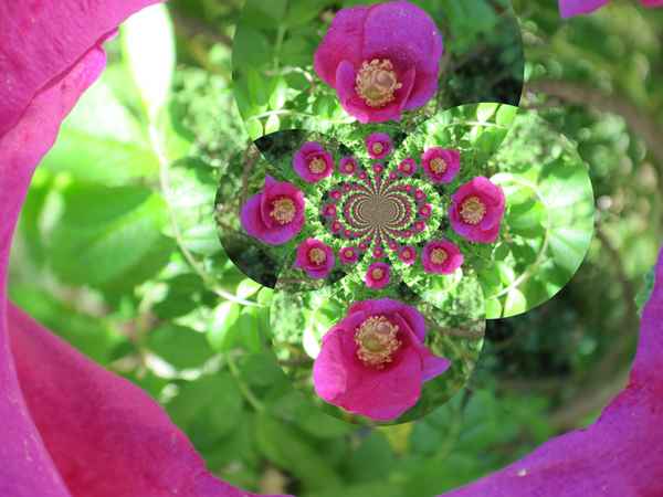 Rosengarten