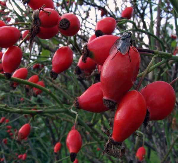 hagebutten20080907001