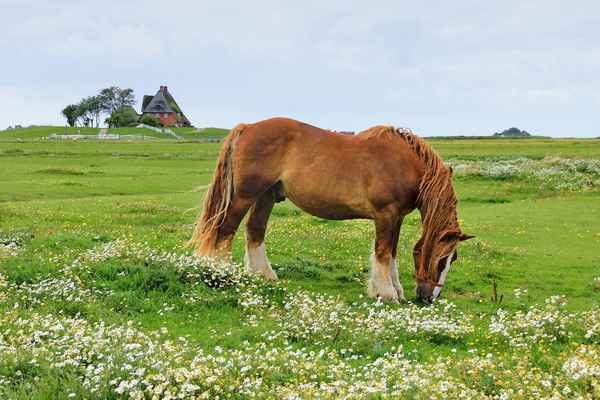 ländliche Idylle auf der Hallig