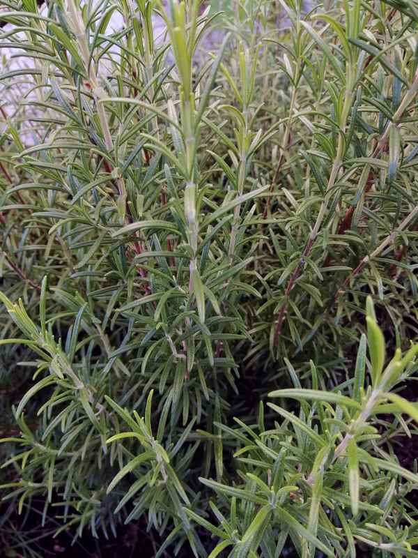 Rosmarin (Rosmarinus officinalis)