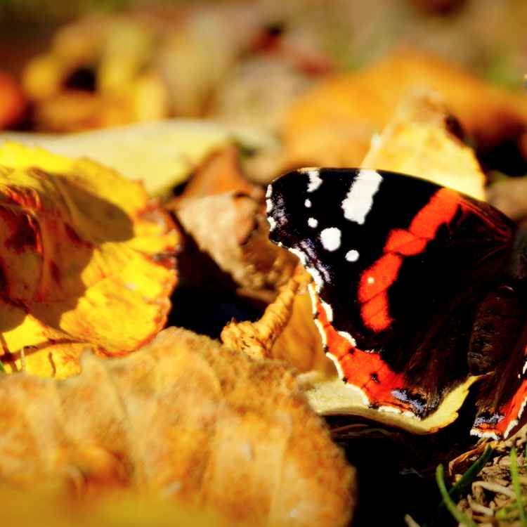 Schmetterling auf faulendem Obst