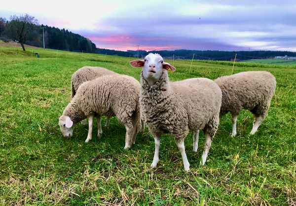 Schafe auf der Weide