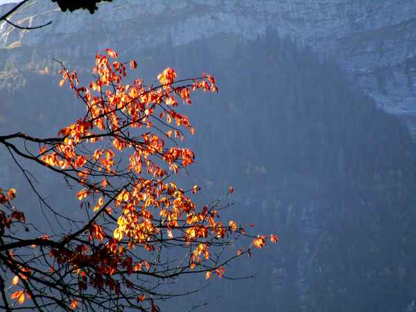 Herbstbaumzweig